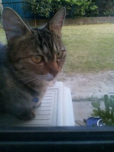 Tora-chan, our garden cat