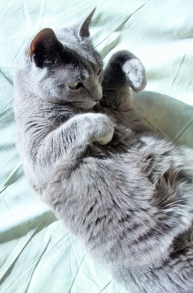 Wish you a happy new year!