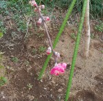 peach princess buds2