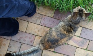 tora-chan footprints