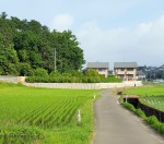 rice paddy (3)