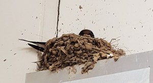 swallow mom2 (2)