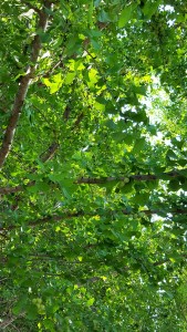 green gingko (2)