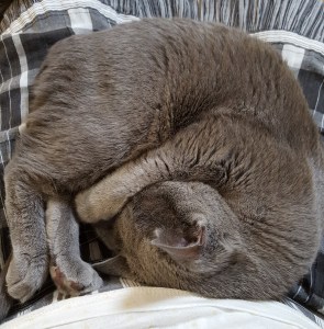 kururi-mikanchan (2)