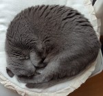 marumari-mikanchan (2)