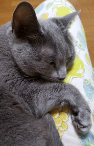 パジャマにころり