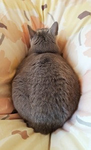 %e3%81%be%e3%82%8b%e3%81%bf%e3%81%8b%e3%82%93%e3%81%a1%e3%82%83%e3%82%93