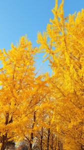 %e9%87%91%e8%89%b2%e3%81%84%e3%81%a6%e3%81%b5