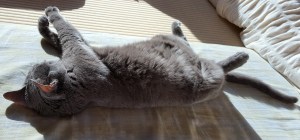 %e3%81%8a%e5%90%91%e3%81%8b%e3%81%84%e3%81%a1%e3%82%83%e3%82%93