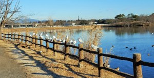 %e3%82%86%e3%82%8a%e3%81%8b%e3%82%82%e3%82%81