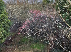 %e8%a3%8f%e5%ba%ad%e3%81%ae%e3%81%86%e3%82%811